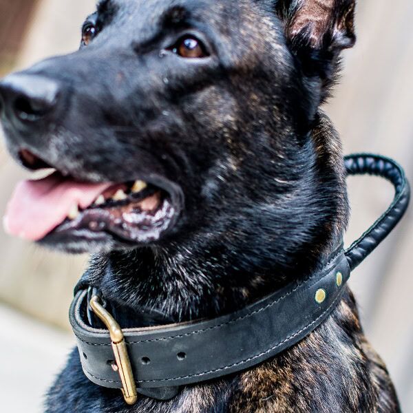 Dutch Shepherd Wearing Black Leather Agitation Collar with Handle