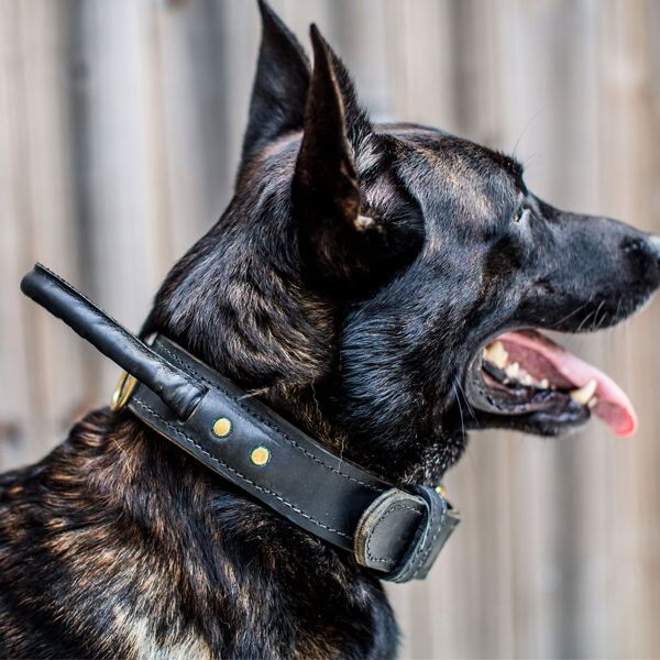 Jack Wearing Black Leather Agitation Collar with Handle