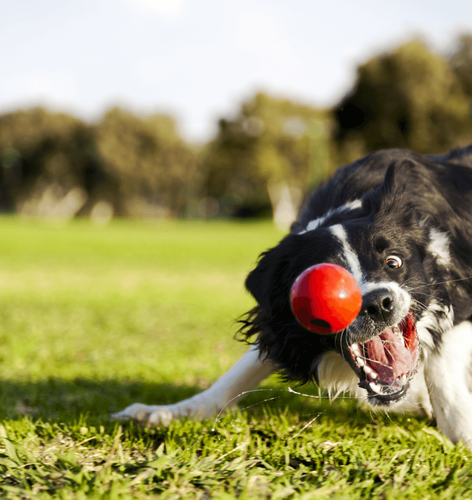 Canine-Selection
