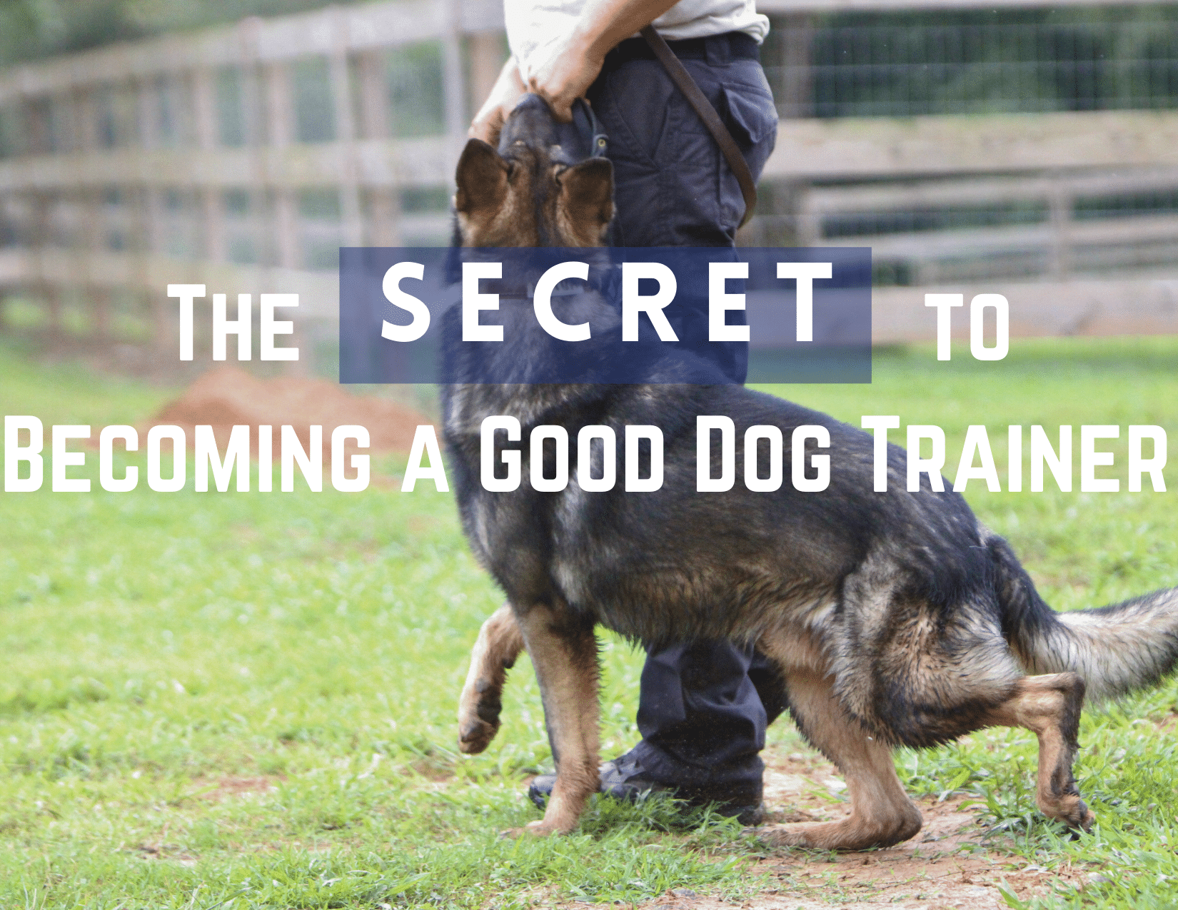 THE SECRET TO BECOMING A GOOD DOG TRAINER THE SECRET TO DOG TRAINING