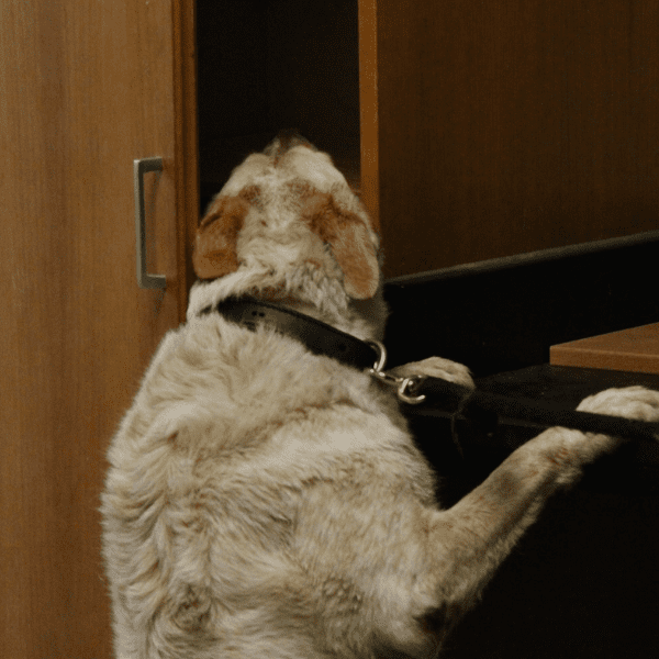 Firearms Detection for Middle Schools Firearms Detection for Middle Schools