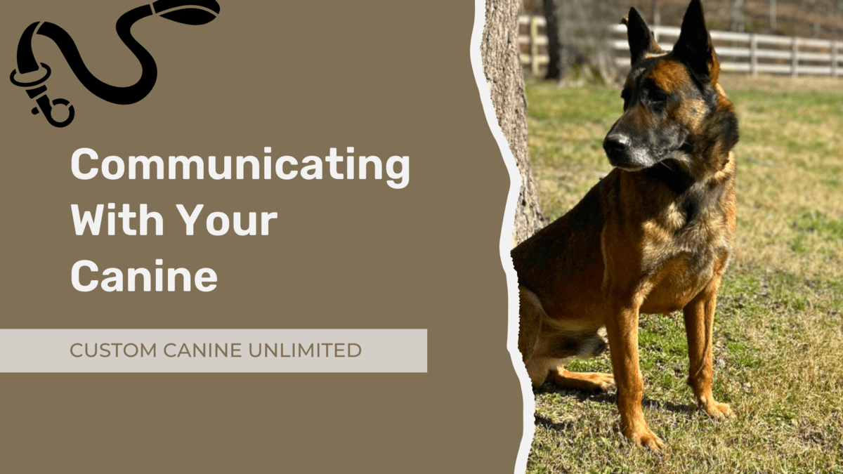 communicating with your canine communicating with your canine