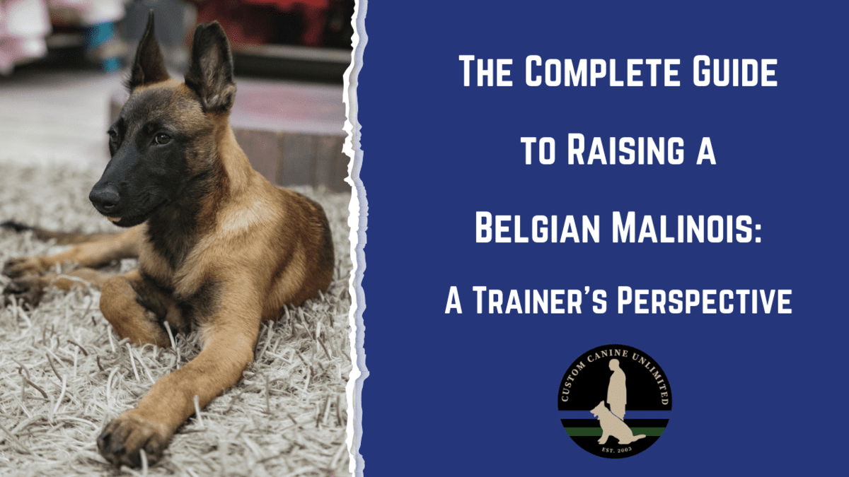 Raising a Belgian Malinois Raising a Belgian Malinois
