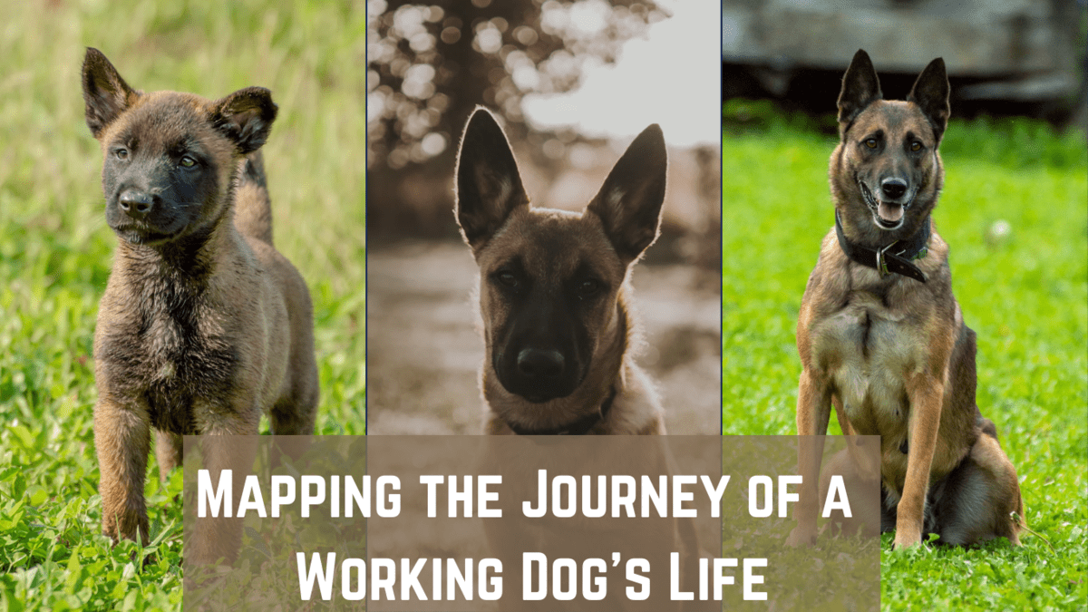 Mapping the Journey of a Working Dog’s Life Mapping the Journey of a Working Dog's Life