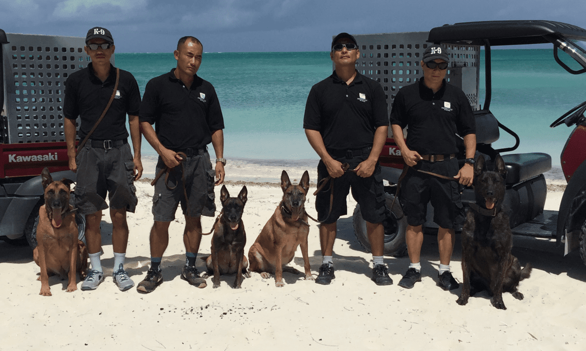 Carribean Project Manager four k9 handles and four dogs on beach