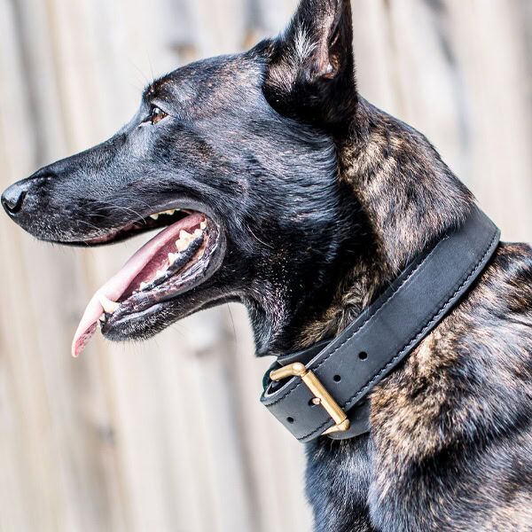 Dutch Shepherd Wearing Agitation Collar