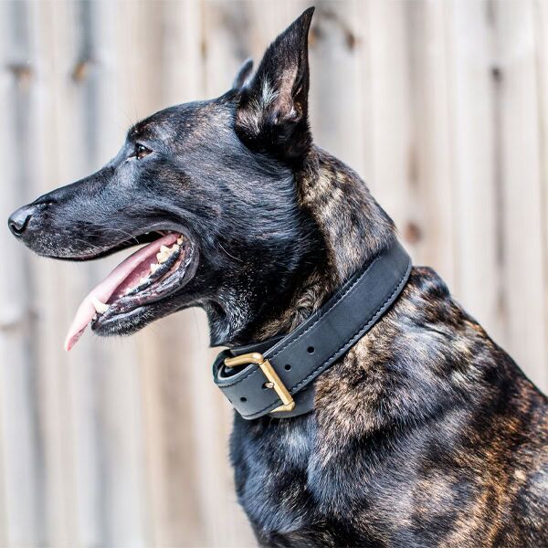 Dutch Shepherd Wearing Agitation Collar