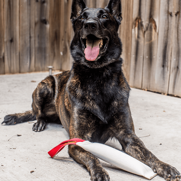 Dutch Shepherd with Fire Hose Tug