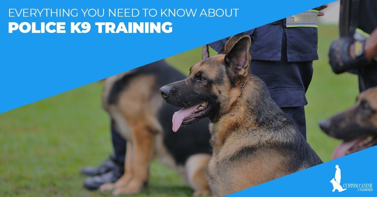 Everything You Need To Know About Police K9 Training