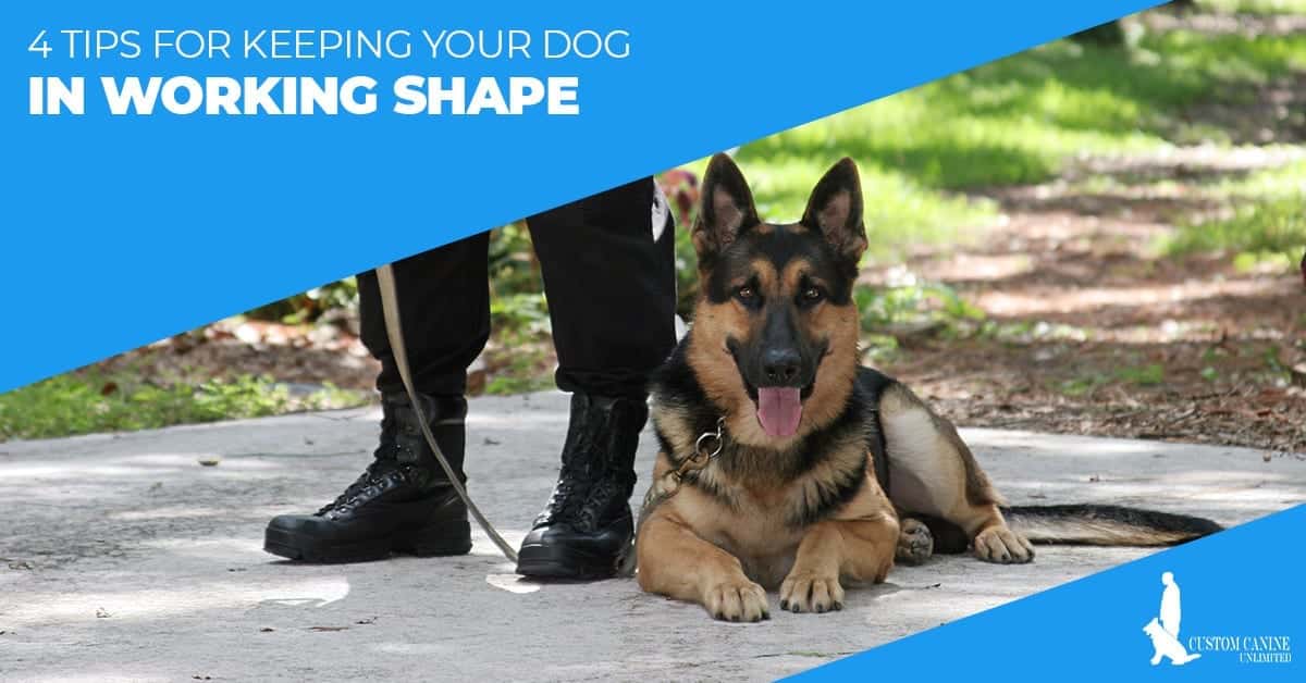4 tips for keeping your dog in working shape