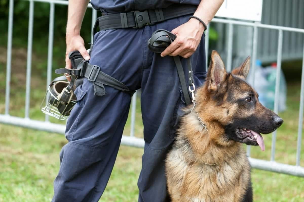 The 3 Factors Behind K9 Drug Dog and Handler Reliability