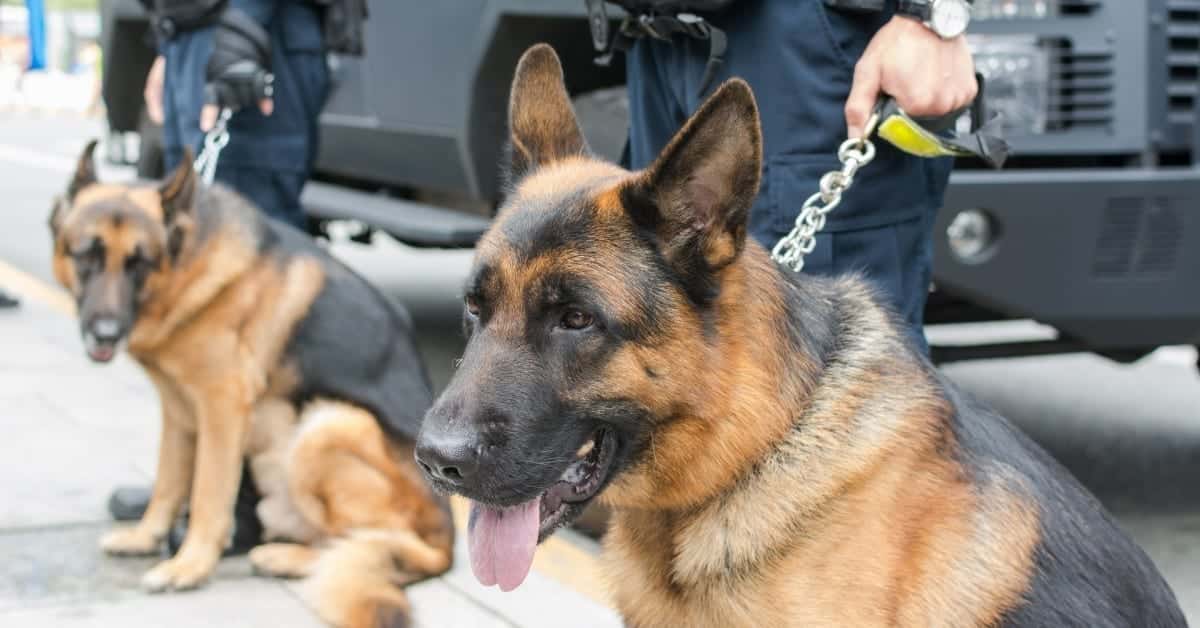 5 Types of K9 Training Methods
