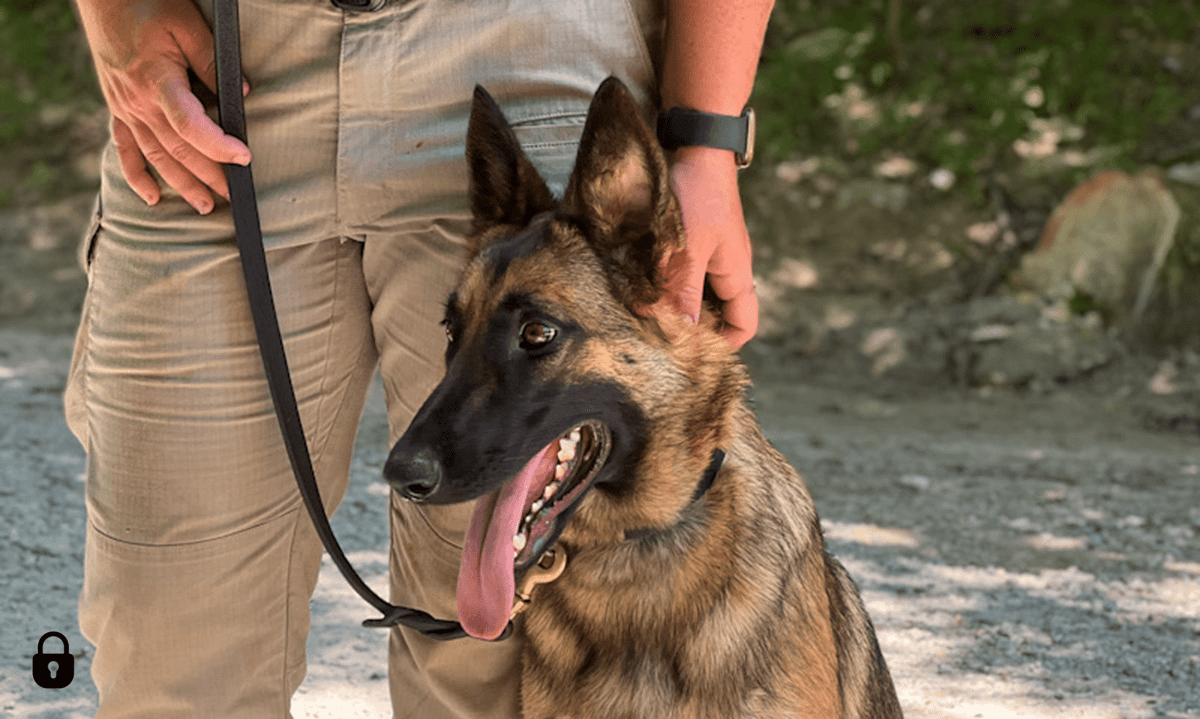 Obedience – Sit