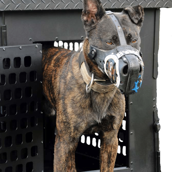 Dutch Shepherd standing in front of black crate