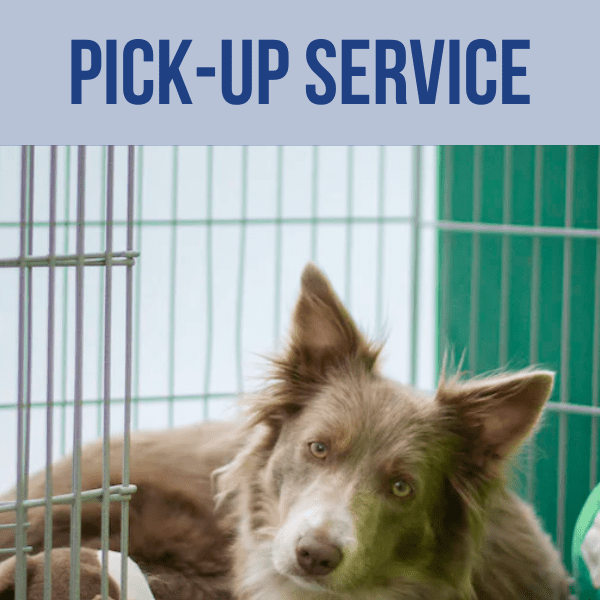 Pet Pick-up Service