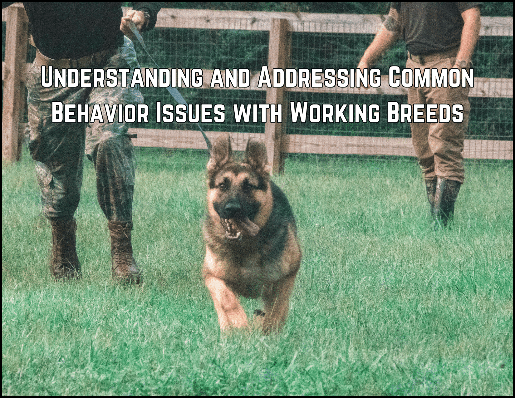 BEHAVIO Common behavior issues with working breeds