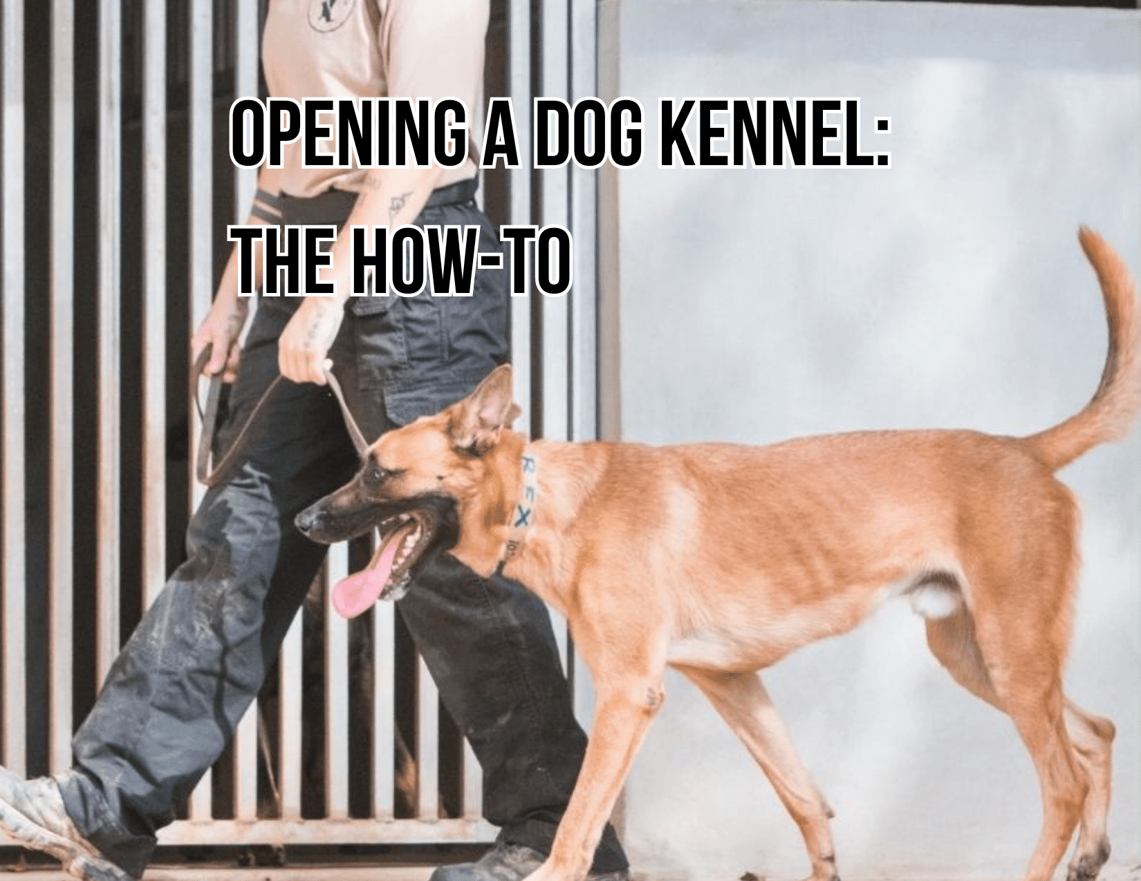 Open Your Own Kennel Opening a Dog Kennel
