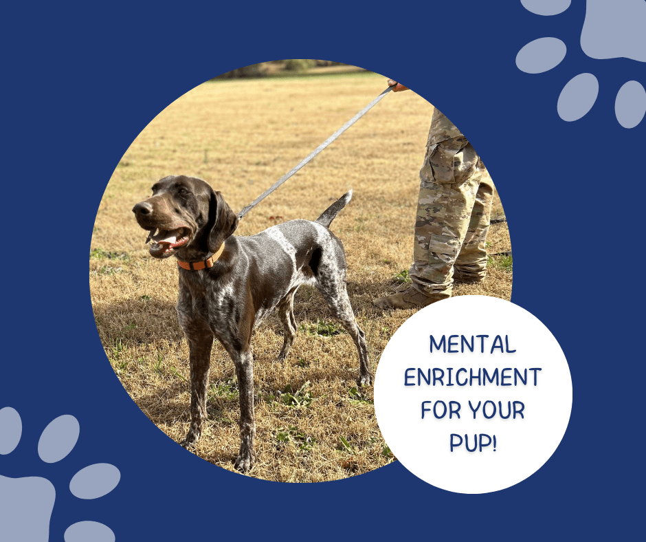 mental enrichment