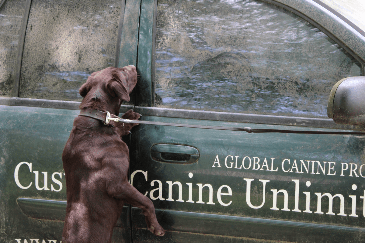 Good Working Dogs Image of K9 Cody Doing Detection Work on an SUV