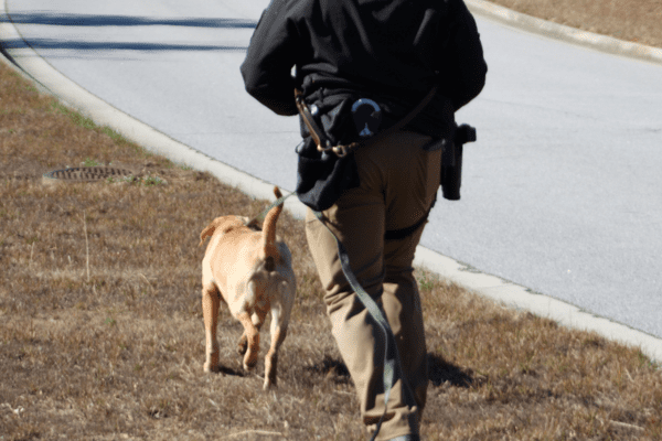 Article Searches Labrador Retriever training with his handler