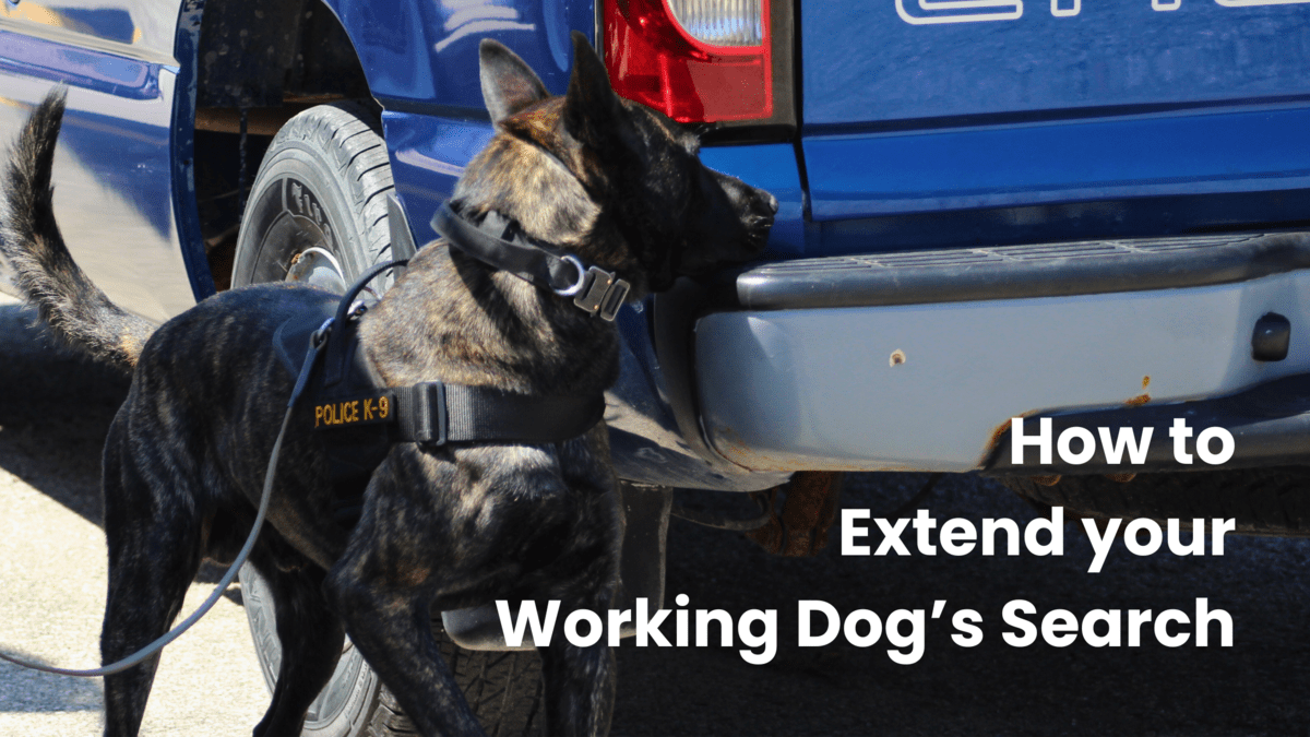 How To Extend your Working Dog’s Search Image of a MWD doing drug detection
