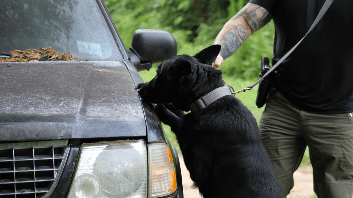 heat stress blog banner image of black German shepherd doing vehicle detection outside