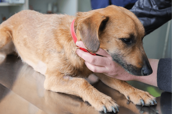 Canine First Aid First Aid for Dogs