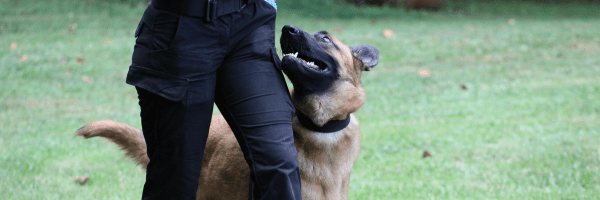 Belgian Malinois heeling next to his trainer