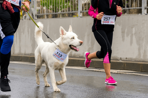 Running with Your Dog White Husky Mix running with his owner