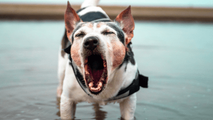 Stop Your Dog From Barking Dog barking outside getting training to stop barking