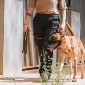 How to Start a Dog Boarding Kennel dog boarding gainesville ga