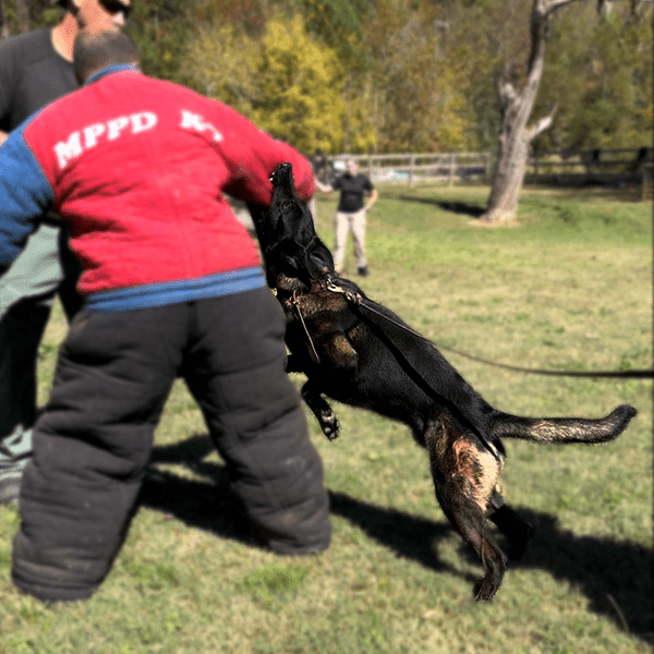 Affecting an Arrest Patrol K9 holding a suspect