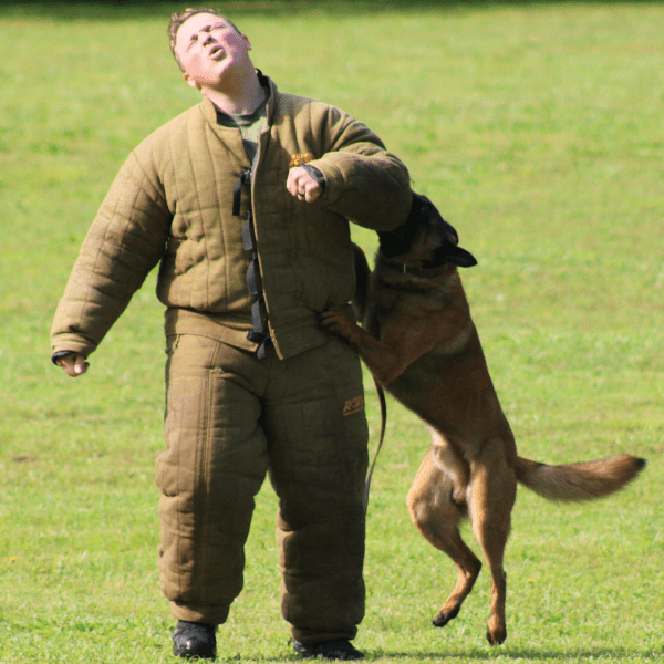 Career in K9