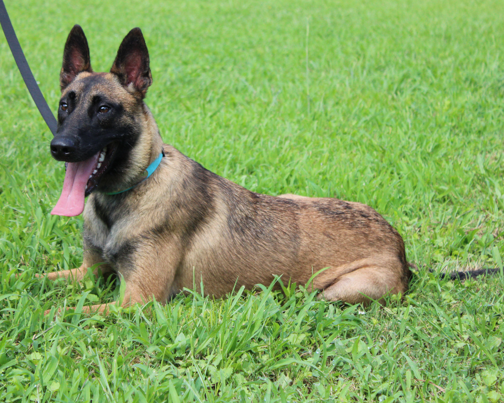 Training the Off-Switch Belgian Malinois in a down in field