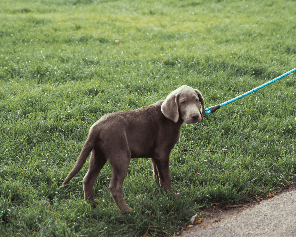 reactive dog training puppy standing with a leash on