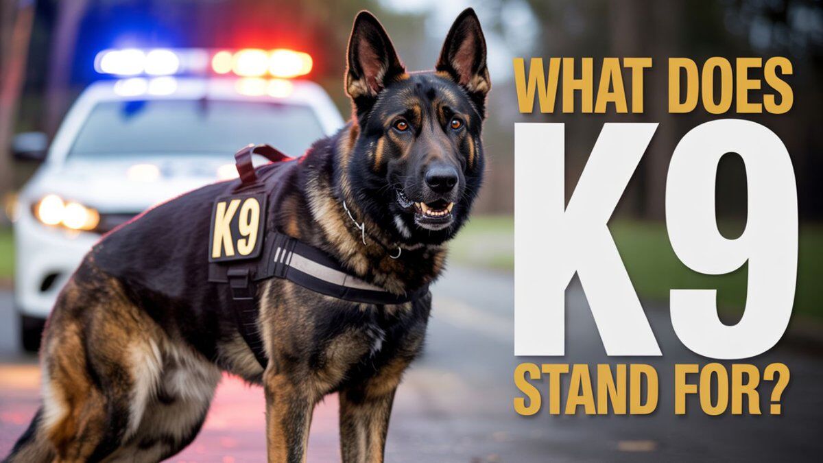 What Does K9 Stand For? What Does K9 Stand For?