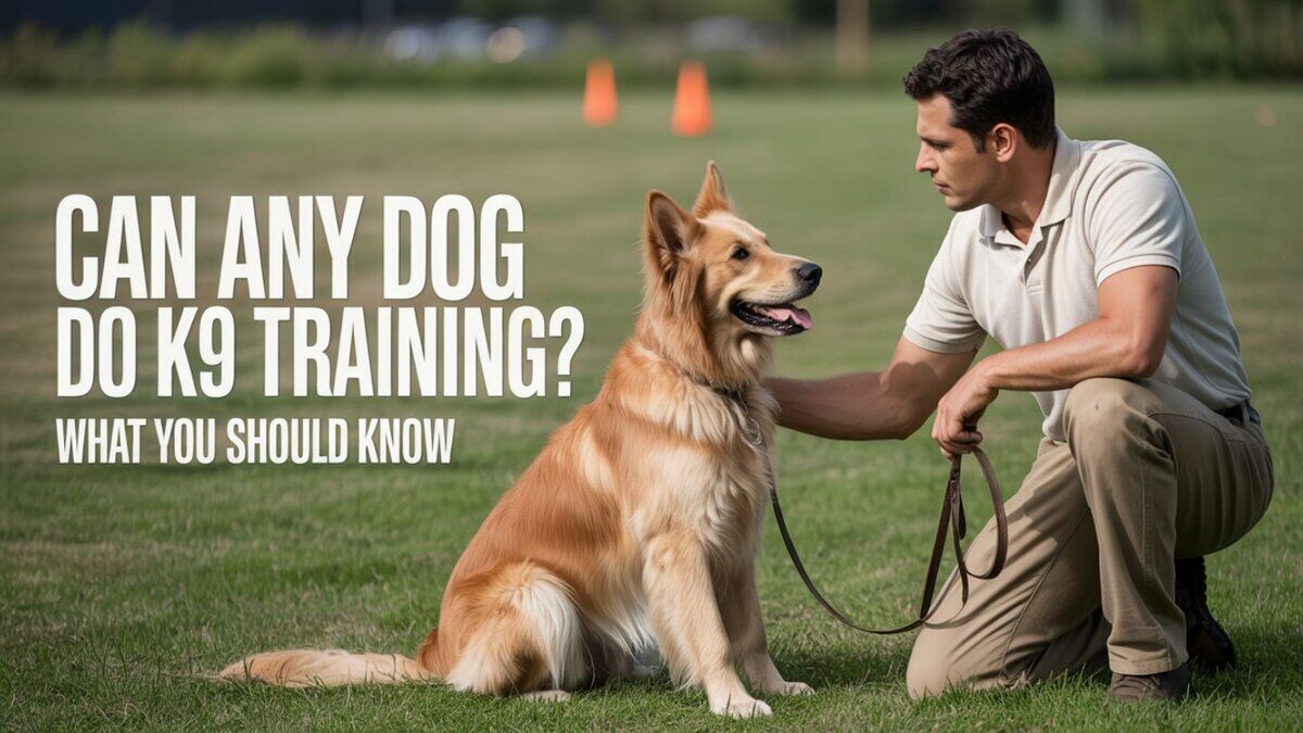 Can Any Dog Do K9 Training? Can Any Dog Do K9 Training?