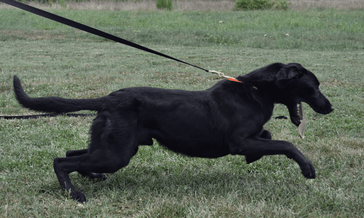 Black lab chasing ball