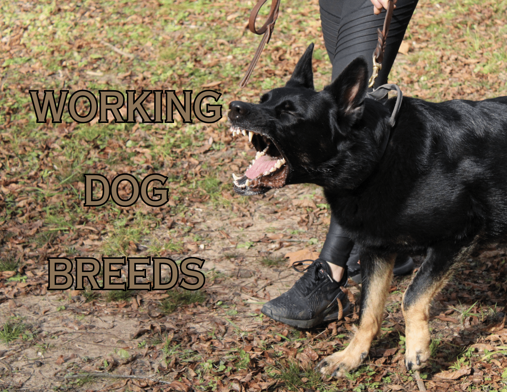 WORKING DOG BREEDS