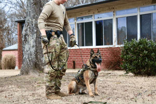 Careers in the K9 Industry Belgian Malinois with his handler doing patrol training