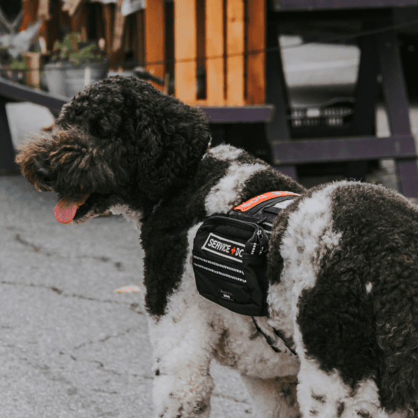 Service Dogs vs Emotional Support Dogs Poodle wearing a vest with SERVICE DOG embroidered on it, standing outside next to his handler.