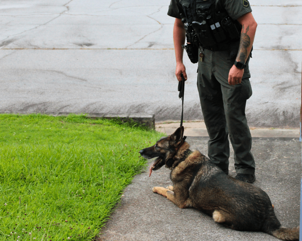 Choosing the Right Working Dog German Shepherd laying down on a sidewalk with his handler standing next to him