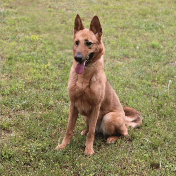 Luna—Companion Dog